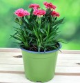 DONICZKA produkcyjna zielona okrągła fi 11,5cm