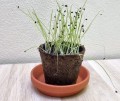 SZCZYPIOREK nasiona na aromatyczne kiełki 10g