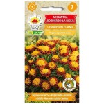 Aksamitka rozpierzchła niska CHAMPION FLAME - nasiona Toraf 0,5g