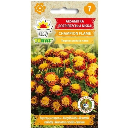 AKSAMITKA rozpierzchła CHAMPION FLAME nasiona 0,5g