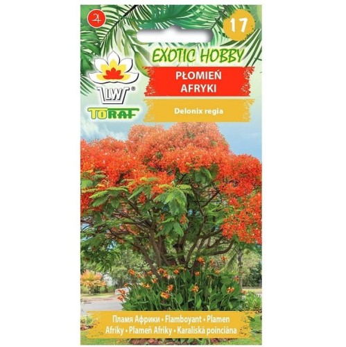 PŁOMIEŃ AFRYKI Wianowłostka królewska nasiona 5n.