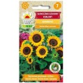 SŁONECZNIK OZDOBNY karłowy BAMBINO nasiona 2g