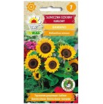 SŁONECZNIK OZDOBNY karłowy BAMBINO nasiona 2g