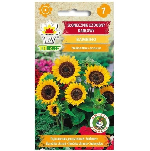 SŁONECZNIK OZDOBNY karłowy BAMBINO nasiona 2g