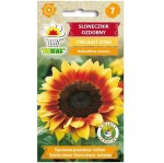 Słonecznik ozdobny Twilight Zone - żółto-czerwony - nasiona Toraf 0,5g