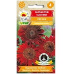 SŁONECZNIK ozdobny RED SUN - czerwony, wczesny - nasiona Toraf 2g