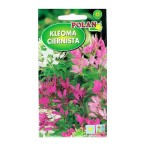 Kleoma ciernista mix kolorów - wysokie pachnące kwiaty - nasiona Polan 1g