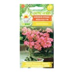 Adenium opasłe - róża pustyni, sukulent na bonsai - 5 nasion marki Toraf