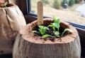 Naturalne tabliczki do roślin DREWNIANE 10szt