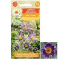 SASANKA OGRODOWA Fioletowa nasiona kwiatów 0,2g