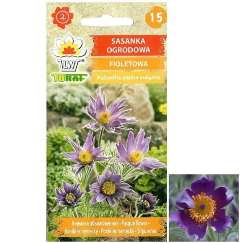 SASANKA OGRODOWA Fioletowa nasiona kwiatów 0,2g