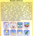 BAZYLIA SAŁATOWA nasiona ziół i przypraw 1g