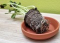 DONICZKA TORFOWA biodegradowalna OKRĄGŁA 4,5cm