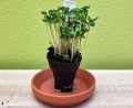DONICZKA TORFOWA biodegradowalna OKRĄGŁA 4,5cm