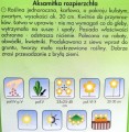 AKSAMITKA niska ŻÓŁTA nasiona kwiatów 1g