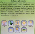 CELOZJA pierzasta MIX kolorów nasiona kwiatów 1g