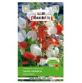 FASOLA ozdobna MIX kolorów nasiona kwiatów 10g