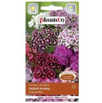 GOŹDZIK BRODATY MIX nasiona kwiatów 0,5g