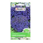 Lobelia fioletowa - Stroiczka przylądkowa - nasiona PlantiCo 0,2g