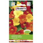 NASTURCJA pnąca MIX kolorów nasiona kwiatów 5g