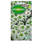 SMAGLICZKA NADMORSKA BIAŁA, Lobularia maritima - nasiona kwiatów Polan 1g