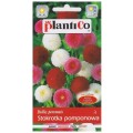 STOKROTKA POMPONOWA MIX nasiona kwiatów 0,1g