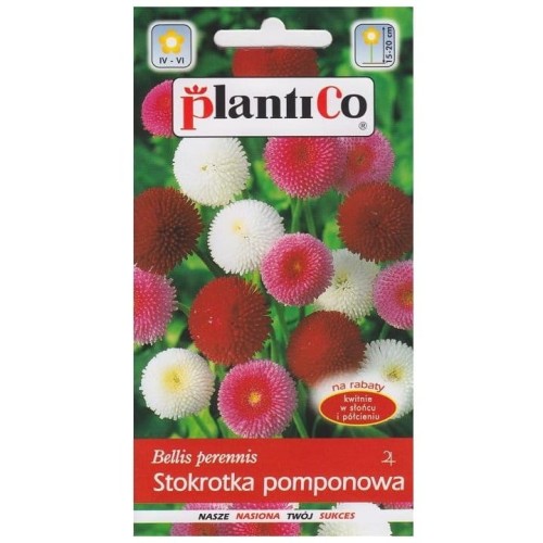 STOKROTKA POMPONOWA MIX nasiona kwiatów 0,1g