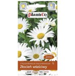ZŁOCIEŃ właściwy MARGERYTKA - nasiona złocienia Plantico 0,5g