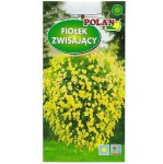 FIOŁEK ZWISAJĄCY ŻÓŁTY nasiona kwiatów 0,3g