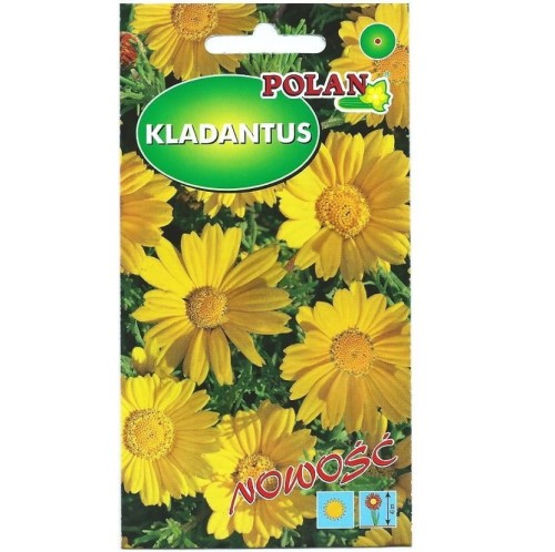 KLADANTUS ŻÓŁTY Cladanthus arabicus nasiona 0,1g
