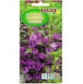 NIECIERPEK BALSAMINA SANDRA fioletowy, nasiona 2g
