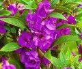 NIECIERPEK BALSAMINA SANDRA fioletowy, nasiona 2g