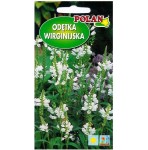 ODĘTKA WIRGINIJSKA BIAŁA nasiona kwiatów 0,2g