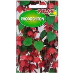 RODOCHITON ozdobne kwitnące pnącze, 5-nasion