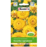 KOCANKA OGRODOWA ŻÓŁTA nasiona kwiatów 1g