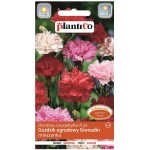 GOŹDZIK OGRODOWY GRENADIN mix kolorów nasiona 0,5g