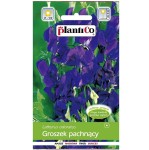 GROSZEK pachnący GRANATOWY nasiona 2g