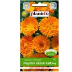 NAGIETEK LEKARSKI NISKI POMARAŃCZOWY - karłowy -  nasiona Plantico 2g