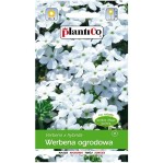 WERBENA ogrodowa BIAŁA nasiona kwiatów 0,5g