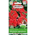 WERBENA ogrodowa CZERWONA nasiona kwiatów 0,5g