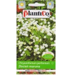 ZŁOCIEŃ MARUNA BIAŁY - Chryzanthemum parthenium - nasiona Plantico 0,2g