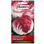 Cykoria liściowa czerwona PALLA ROSSA nasiona 2g