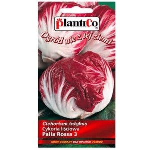 Cykoria liściowa czerwona PALLA ROSSA nasiona 2g