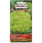 Kalafior zielony VERDE DI MACERATA nasiona 0,2g