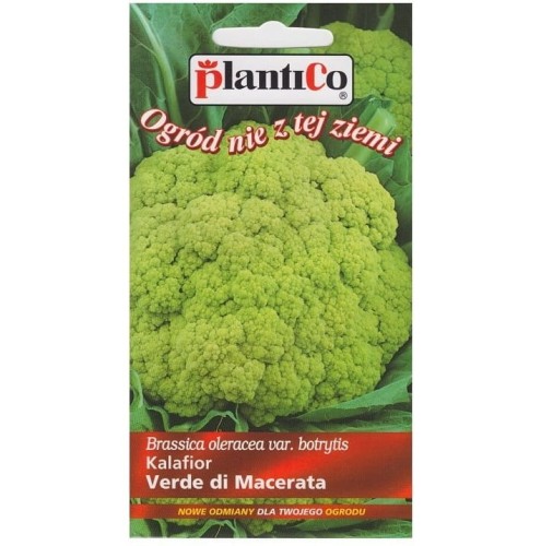 Kalafior zielony VERDE DI MACERATA nasiona 0,2g