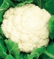 Kalafior biały średnio-późny SNOWBALL X nasiona 1g