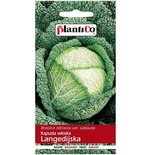 Kapusta włoska późna LANGEDIJSKA nasiona 2g