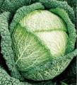 Kapusta włoska późna LANGEDIJSKA nasiona 2g