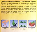 Kapusta biała CUOR DI BUE GROSSO nasiona warzyw 1g