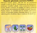 Kapusta czerwona stożkowa KALIBOS nasiona 1g